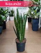Sansevieria Zeylanica do biura do firmy do salonu łatwa w uprawie kup online, Sansewieria Zeylanica