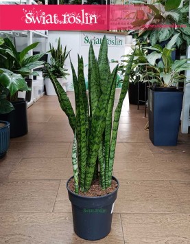 łatwa w uprawie i oczyszczająca powietrze Sansevieria Zeylanica szybko tanio z dostawą, Sansewieria Zeylanica