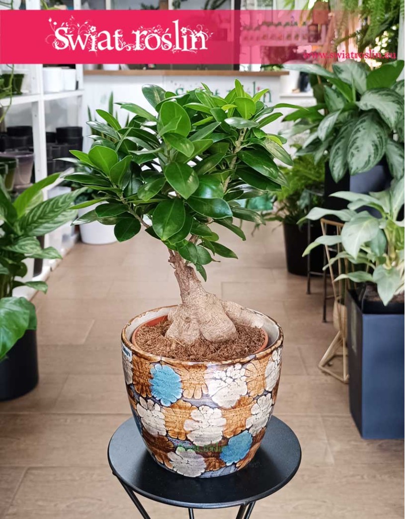 Ficus Microcarpa Ginseng, Fikus Tępy Ginseng
