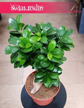 Ficus Microcarpa Ginseng, Fikus Tępy Ginseng wysyłka ze sklepu online z roślinami