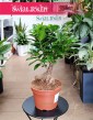 Ficus Microcarpa Ginseng bonsai do kupienia sklepie internetowym online, Fikus Tępy Ginseng bonsai