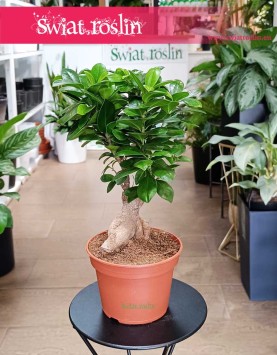 Ficus Microcarpa Ginseng bonsai do kupienia w Krakowie z wysyłką cała Polska, Fikus Tępy Ginseng bonsai