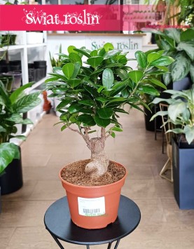 Ficus Microcarpa Ginseng bonsai kup w sklepie z roślinami w Krakowie internetowy online z dostawą, Fikus Tępy Ginseng bonsai