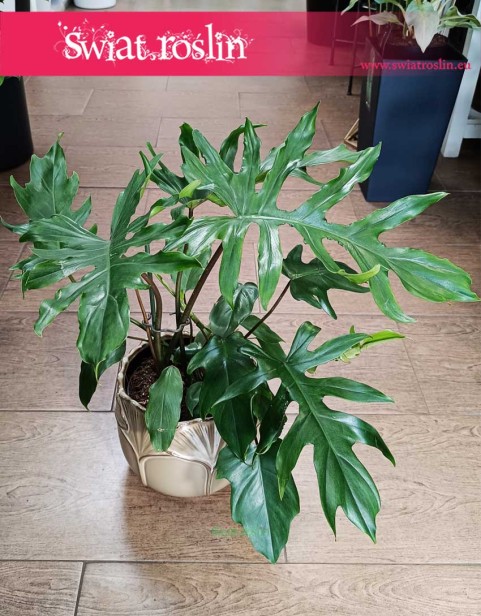 Philodendron Mayoi, Filodendron Florida Mayoi