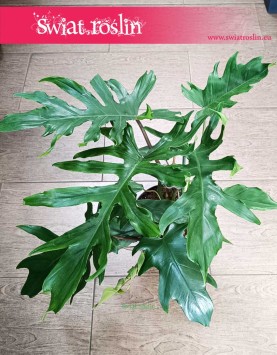 oczyszczający powietrze Philodendron Mayoi z dostawą do domu, Filodendron Florida Mayoi