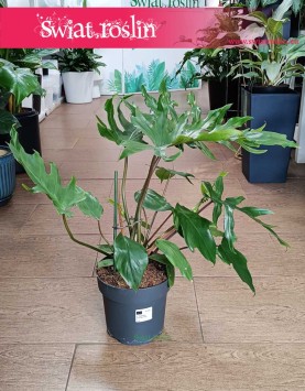 łatwy w uprawie Philodendron Mayoi do kupienia w Krakowie, Filodendron Florida Mayoi