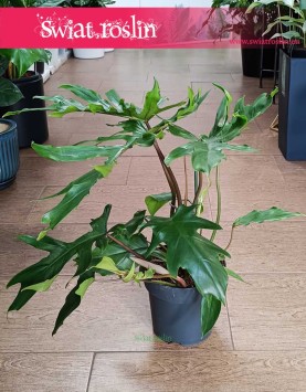 Philodendron Mayoi do kupienia w sklpeie internetowym online, Filodendron Florida Mayoi
