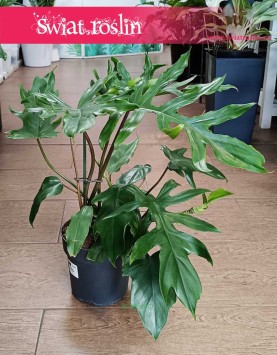 Kolekcjonerski Philodendron Mayoi Kup w sklepie internetowym online z dostawą do domu, Filodendron Florida Mayoi