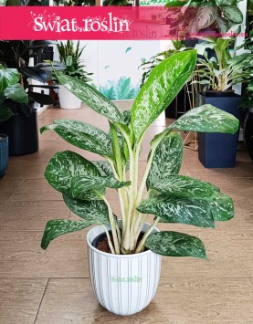 Aglonema Britt, Aglaonema Britt