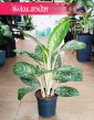 oczyszczająca powietrze Aglonema Britt do kupienia online, Aglaonema Britt