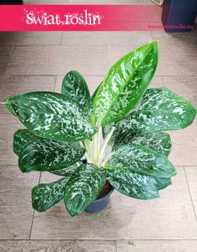 łatwa w uprawie Aglonema Britt, Aglaonema Britt w sklepie internetowym z dostawą