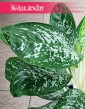 Aglonema Britt, Aglaonema Britt Kolekcjonerska odmiana do kupienia z wysłką ze sklepu online