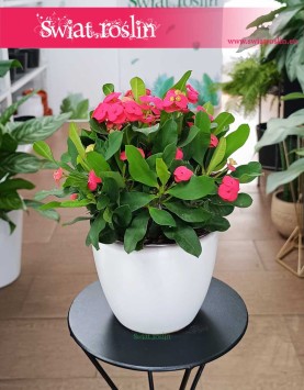 Euphorbia Vulcanus Milii, Wilczomlecz Vulcanus Milii