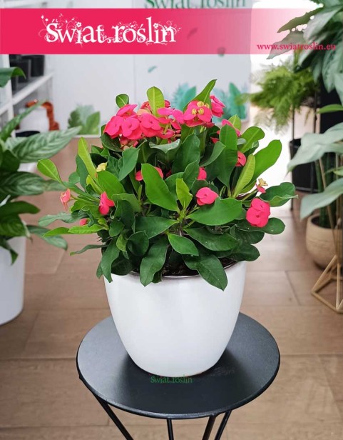 Euphorbia Vulcanus Milii, Wilczomlecz Vulcanus Milii