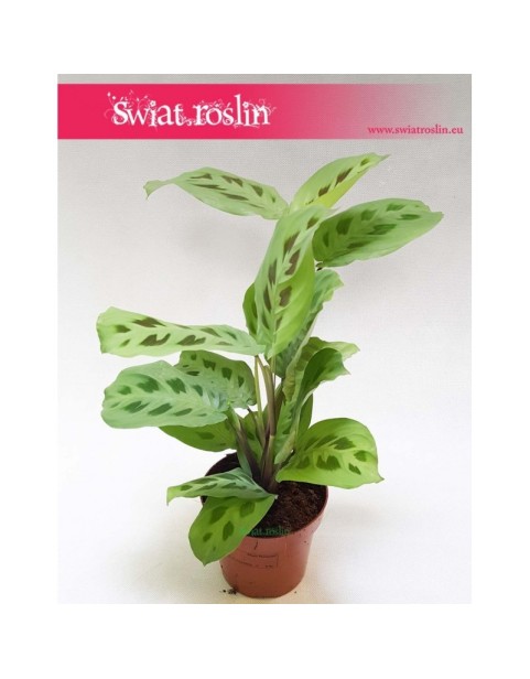 Maranta Kerchoveana, Maranta Leuconeura, Maranta Leuconeura Kerchoveana, Maranta zielona 3