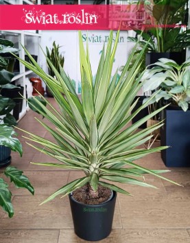 Juka Gwatemalska Jewel, Yucca Elephantipes Jewel