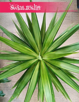 Juka Gwatemalska Jewel niepowtarzalna roślina do kupienia z dostawą online, Yucca Elephantipes Jewel