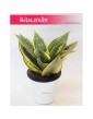 Sansevieria Hahnii Gold Star, Sansewieria Hahnii Gold Star, Sansewiera Gold Star, Wężownica 1