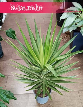 Juka Gwatemalska Jewel kup w Krakowie lub online w sklepie internetowy,, Yucca Elephantipes Jewel