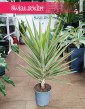 Juka Gwatemalska Jewel, Yucca Elephantipes Jewel do nowoczesnych wnętrz do kupienia w klepie internetowym online