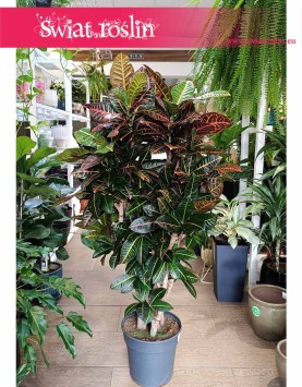 Duży Kroton Petra z wysyłką do domu, Wielki Croton Petra, Duży Trójskrzyn,