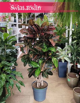 Duży Kroton Petra ze sklepu internetowego online do biura do firmy do mieszkania, Duży Trójskrzyn, Wielkie Codiaeum