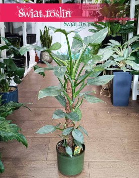 Filodendron Silver Queen, Philodendron Silver Queen