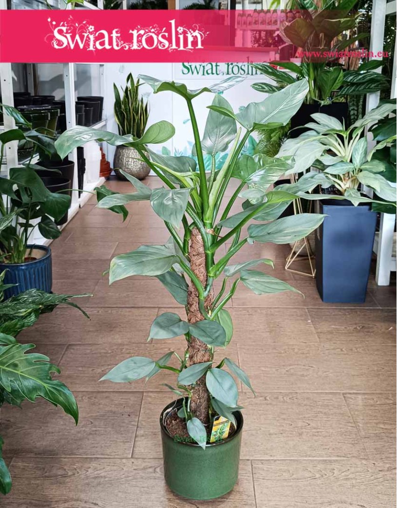 Filodendron Silver Queen, Philodendron Silver Queen