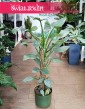 Filodendron Silver Queen, Philodendron Silver Queen