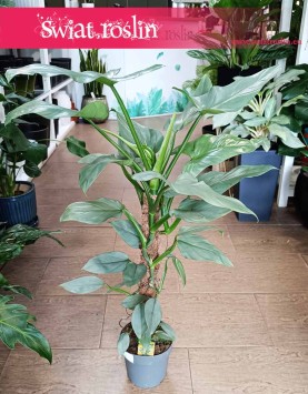 Filodendron Silver Queen, roślina Philodendron Silver Queen sklep z roślinami w Krakowie