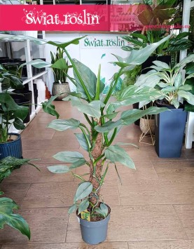 Filodendron Silver Queen, Philodendron Silver Queen sklep z rołsinami wysyłka roślin