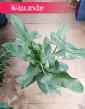 Filodendron Silver Queen sklep interenetowy online wysyłka, Philodendron Silver Queen