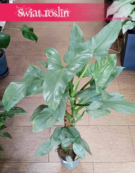 Filodendron Silver Queen roślina do bira do domu do firmy  do mieszkania, Philodendron Silver Queen