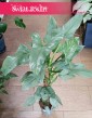 Filodendron Silver Queen roślina do bira do domu do firmy  do mieszkania, Philodendron Silver Queen
