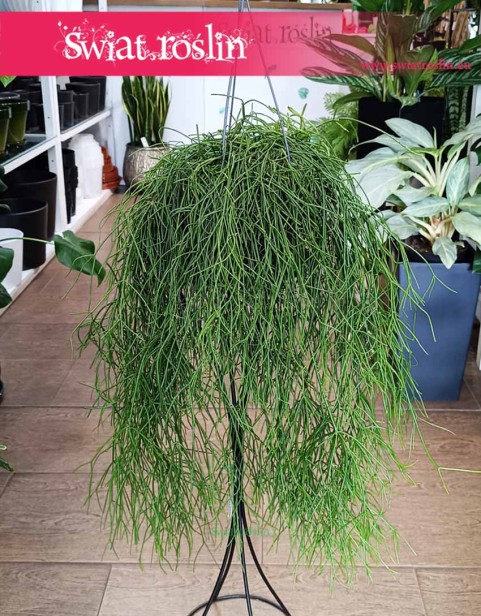 Rhipsalis Baccifera Oasis, Rypsalis Baccifera Oasis