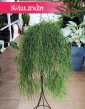 Rhipsalis Baccifera Oasis, Rypsalis Baccifera Oasis