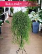 Rhipsalis Baccifera Oasis, Rypsalis Baccifera Oasis sklep z roślinami w Krakowie