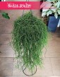 Rhipsalis Baccifera Oasis, Rypsalis Baccifera Oasis sklep z roślinami dla biura do firmy do mieszkania do domu