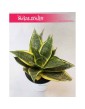 Sansevieria Hahnii Gold Star, Sansewieria Hahnii Gold Star, Sansewiera Gold Star, Wężownica 3