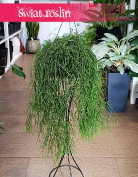 Rhipsalis Baccifera Oasis, Rypsalis Baccifera Oasis modne rośliny donczkowe do biura do firmy