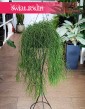 Rhipsalis Baccifera Oasis, Rypsalis Baccifera Oasis modne rośliny donczkowe do biura do firmy