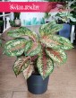Aglonema Carnival Queen, Aglaonema Carnival Queen