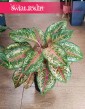 Aglonema Carnival Queen do kupienia w sklepie onlie internetowym z dostawą , Aglaonema Carnival Queen