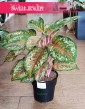 Aglonema Carnival Queen, Aglaonema Carnival Queen do kupienia w Krakowie lub z dostawą ze sklepu internetowego online