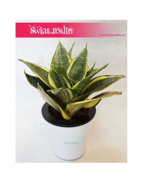 Sansevieria Hahnii Gold Star, Sansewieria Hahnii Gold Star, Sansewiera Gold Star, Wężownica 4