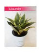 Sansevieria Hahnii Gold Star, Sansewieria Hahnii Gold Star, Sansewiera Gold Star, Wężownica 4