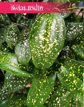 najlepsza cena Dracena Godseffiana oczyszczająca powietrze, Dracaena Godseffiana, Dracena rozgałęziona Smokowiec