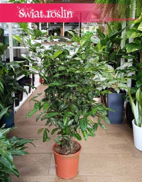 Dracena Godseffiana do kupienia online w Krakowie z dostawą w całej Polsce, Dracaena Godseffiana, Dracena rozgałęziona