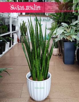 Sansevieria Kirkii, Sansewieria Kirkii