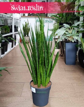 oczyszcająca powietrze i łatwa w uprawie Sansevieria Kirkii kup online internetowo z dostawą, Sansewieria Kirkii